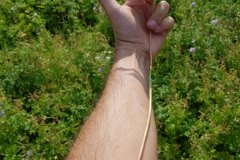 storchschnabel-wiesen-blattstiel