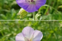 storchschnabel-wiesen-bluetenfarben