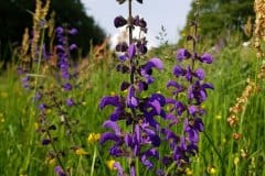 wiesen-salbei-bluetenstand