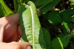 karde-wilde-blatt-oberseite