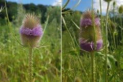 karde-wilde-bluehbild