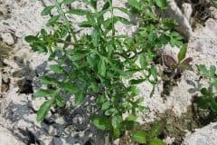 sumpfkresse-blaetter-jungpflanzen