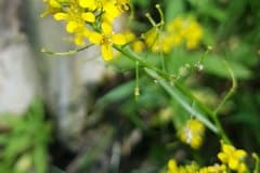 sumpfkresse-bluetenstand