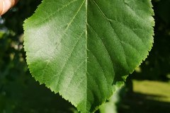 linde-winter-blatt-oberseite