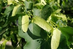 linde-winter-blueten-knospen