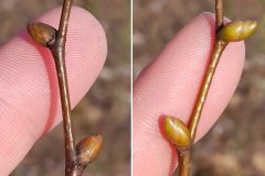 linde-winter-knospen-gruen