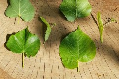 linde-winter-sommer-blatt-vergleich