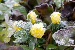 winterling-frost