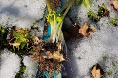 winterling-ganze-pflanze