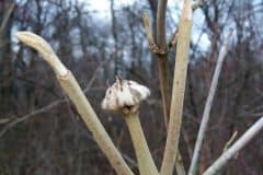 schneeball-wolliger-knospen