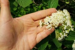 schneeball-wolliger-pollen