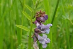 wicke-zaunwicke-bluetenstand