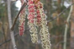 pappel-zitter-kaetzchen