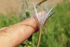 weidenroeschen-zottiges-frucht-geoeffnet