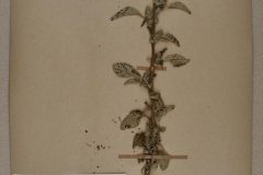 amarant-zurueckgebogender-herbarium