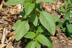 amarant-zurueckgebogender-jungpflanze