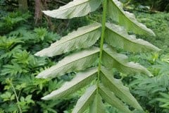 holunder-zwerg-blatt-unterseite