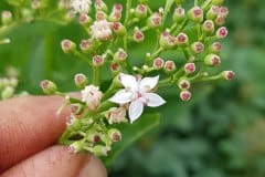 holunder-zwerg-bluete-detail