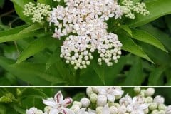 holunder-zwerg-bluetenstand-bluete