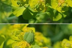 wolfsmilch-zypressen-bluete-detail