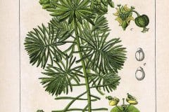 wolfsmilch-zypressen-illustration