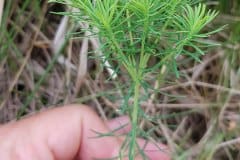 wolfsmilch-zypressen-vegetativ