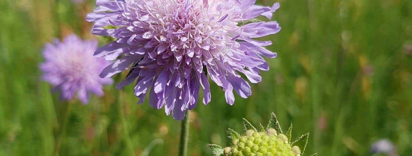 Acker-Witwenblume (Knautia arvensis)