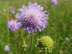 Acker-Witwenblume (Knautia arvensis)