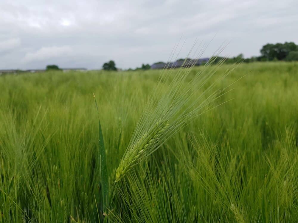 Rote Bete (Rübe) - Erkennen und Nutzen » pflanzen-vielfalt.net