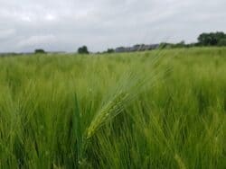 Gerstenfeld
