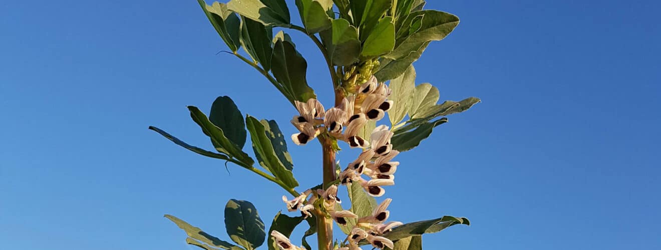 Ackerbohne (Vicia faba)