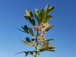 Ackerbohne (Vicia faba)