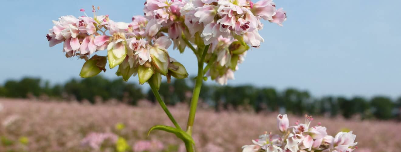 Buchweizen - Echter (Fagopyrum esculentum)