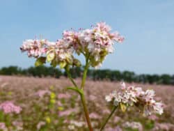 Buchweizen - Echter (Fagopyrum esculentum)