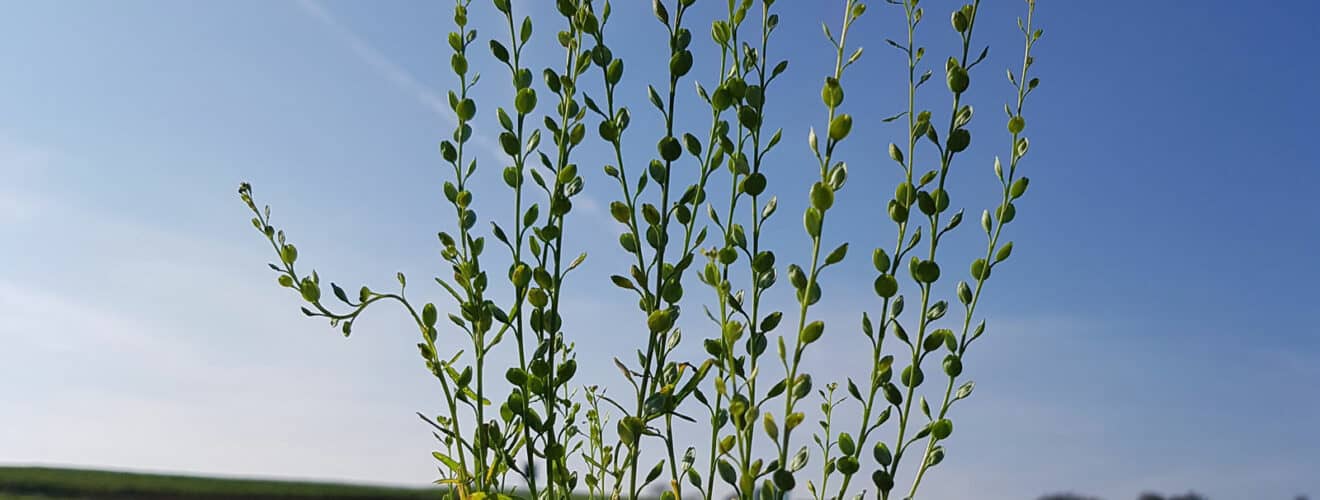 Gartenkresse (Lepidium sativum)