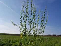 Gartenkresse (Lepidium sativum)