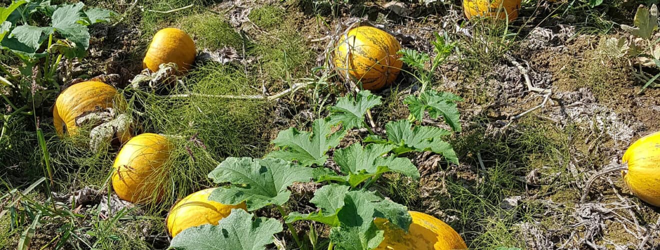 Gartenkürbis (Cucurbita pepo)