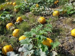 Gartenkürbis (Cucurbita pepo)