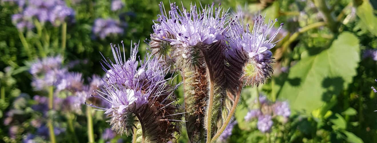 Rainfarn-Phazelie (Phacelia tanacetifolia)