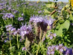 Rainfarn-Phazelie (Phacelia tanacetifolia)