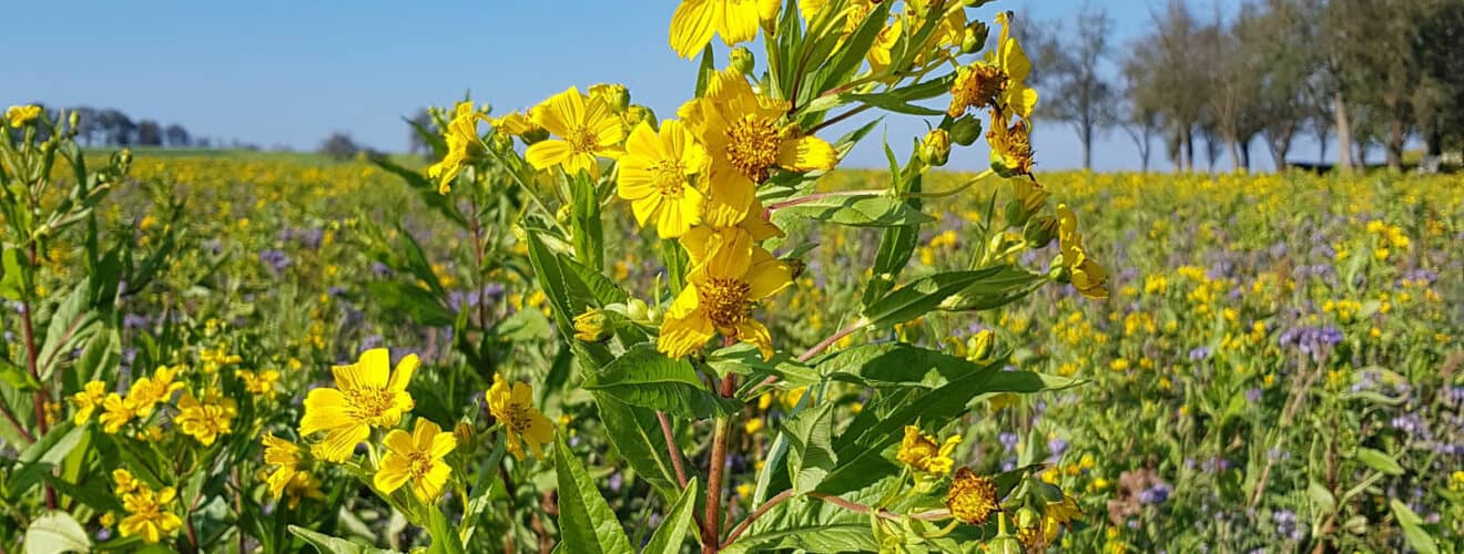 Ramtillkraut (Guizotia abyssinica)