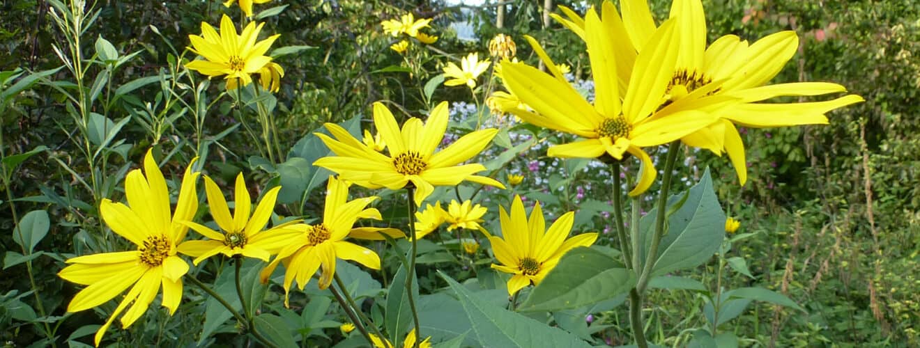 Topinambur (Helianthus tuberosus)