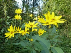 Topinambur (Helianthus tuberosus)