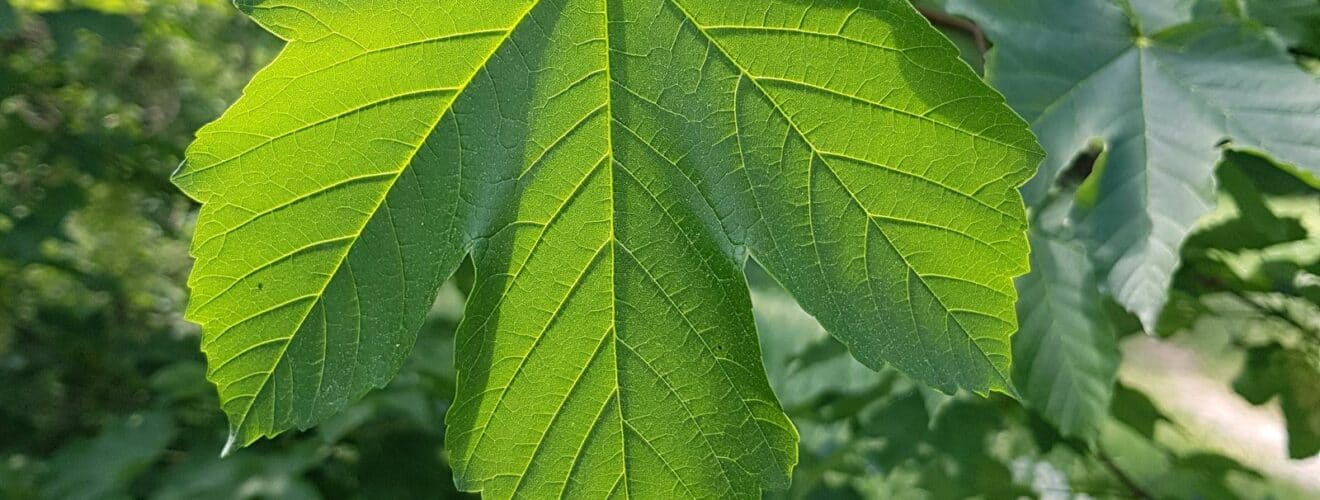 Ahorn - Berg-Ahorn (Acer pseudoplatanus)