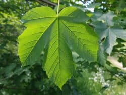 Ahorn - Berg-Ahorn (Acer pseudoplatanus)