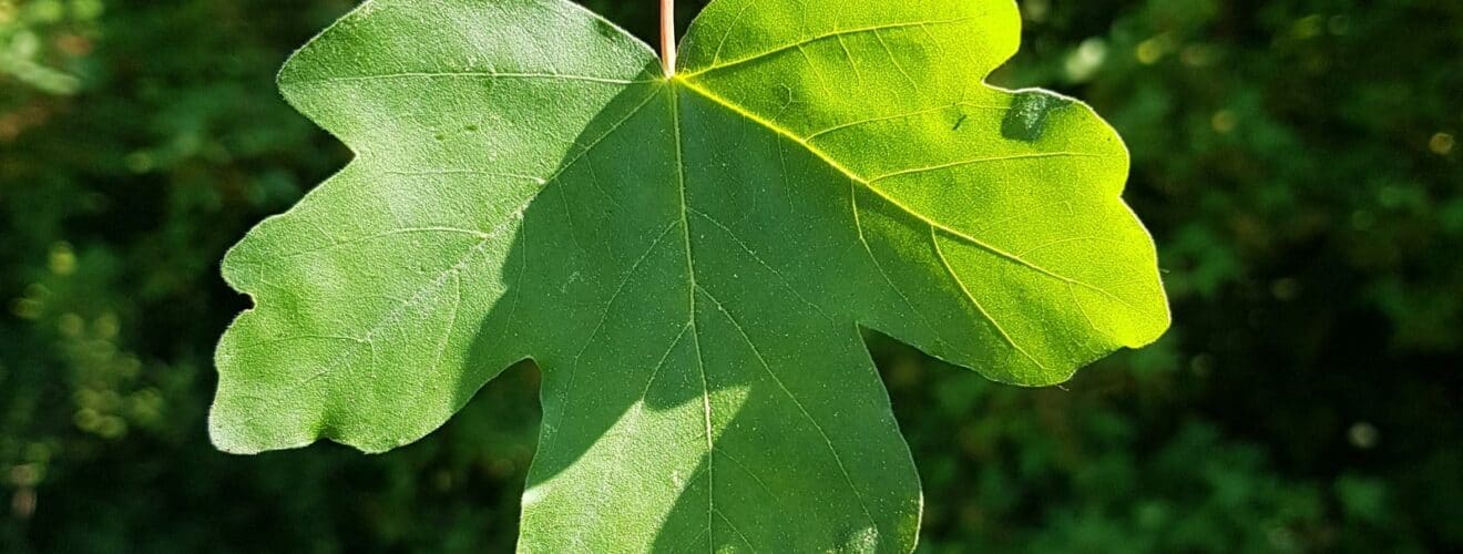 Ahorn - Feld-Ahorn (Acer campestre)