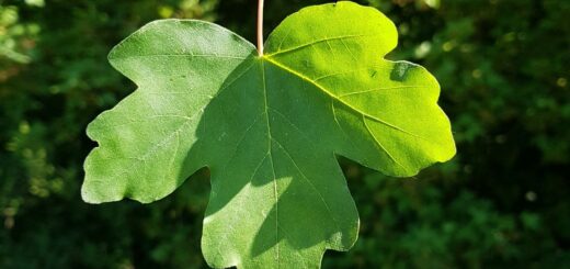 Ahorn - Feld-Ahorn (Acer campestre)