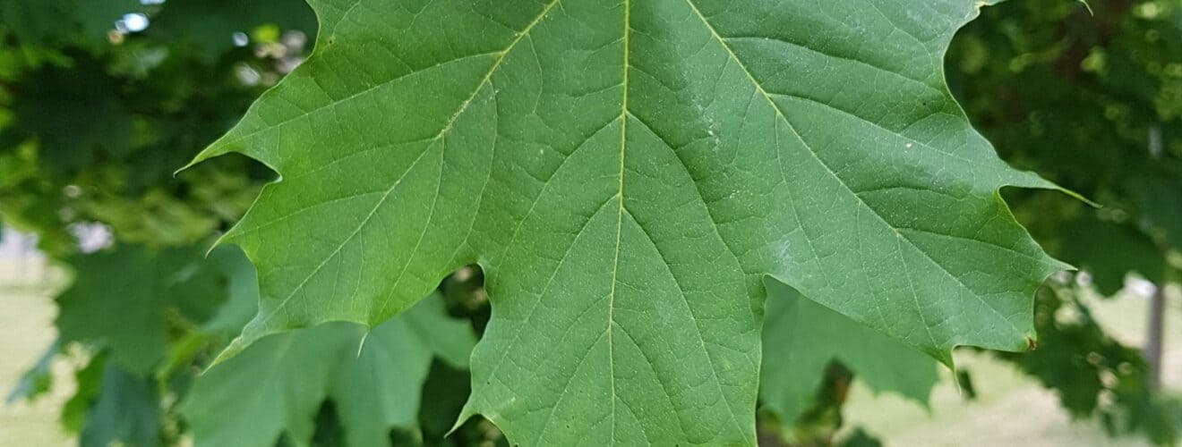 Ahorn - Spitzahorn (Acer platanoides)
