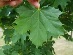 Ahorn - Spitzahorn (Acer platanoides)