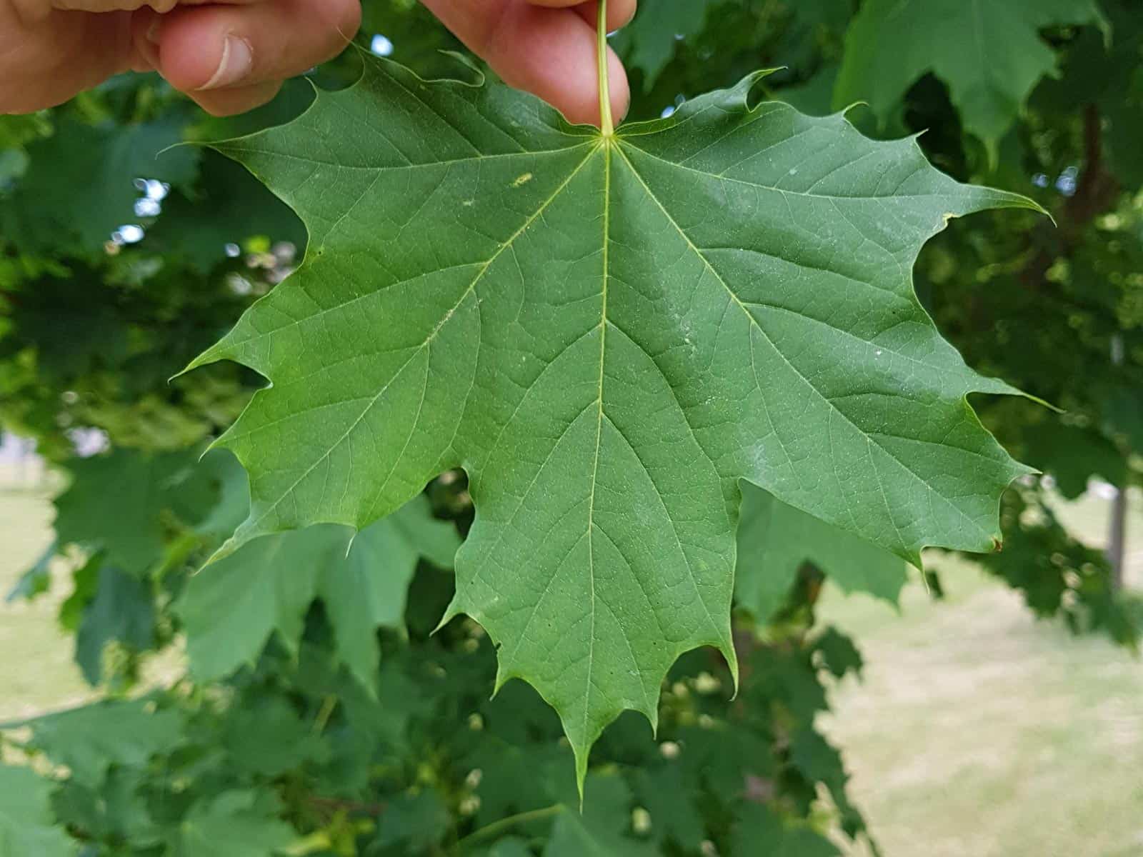 Ahorn - Spitzahorn (Acer platanoides)